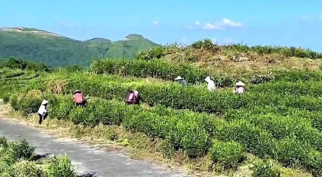 关于都匀：加强茶园秋冬管护 助推产业提质增效的消息(2)
