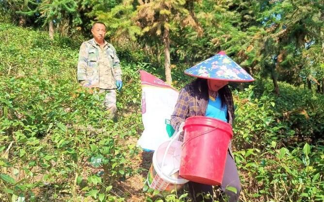 关于都匀：加强茶园秋冬管护 助推产业提质增效的消息(3)