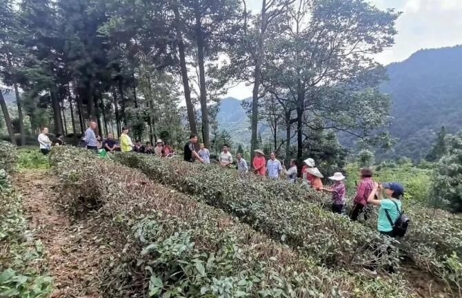 关于都匀：加强茶园秋冬管护 助推产业提质增效的消息(5)