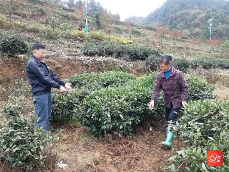 关于兴义关工委到白河村开展秋冬茶园管理技术培训暨化肥发放的相关信息(1)