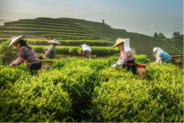有关于福建别藏了！茶叶地标大省TOP2好茶不要太多的新闻(11)