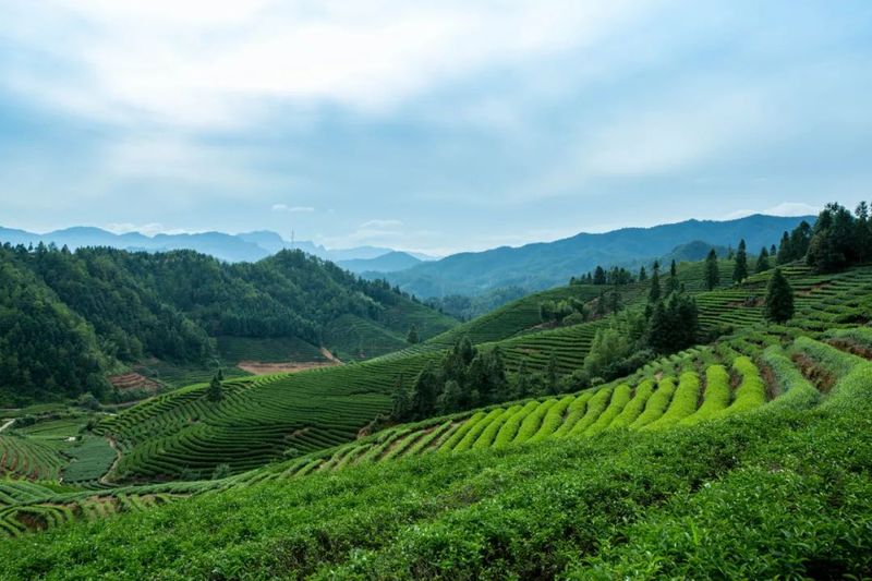 有关于福建别藏了！茶叶地标大省TOP2好茶不要太多的新闻(3)