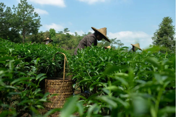 有关于福建别藏了！茶叶地标大省TOP2好茶不要太多的新闻(15)