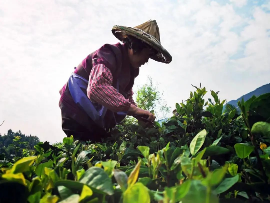 有关于福建别藏了！茶叶地标大省TOP2好茶不要太多的新闻(18)