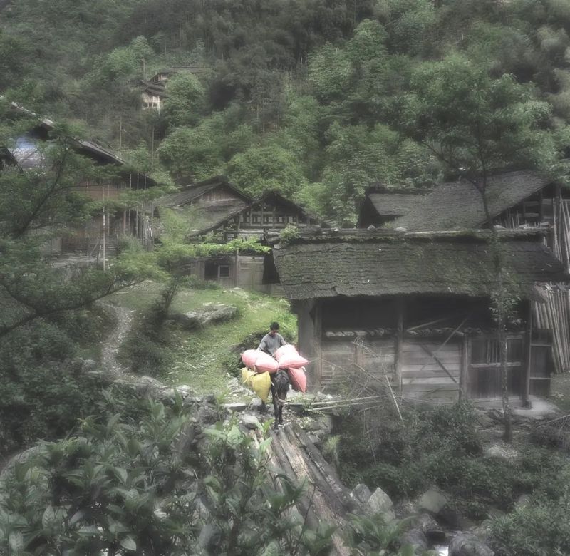 关于新化茶叶第二届潇湘茶文化节连获金奖的信息(2)
