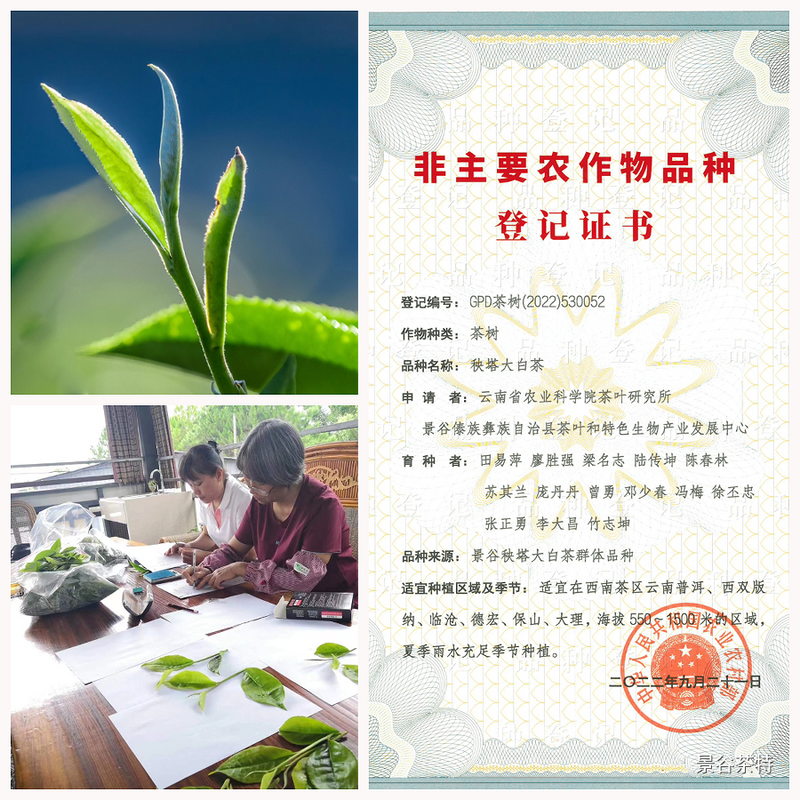 有关于景谷大白茶品种通过国家非主要农作物品种登记的内容