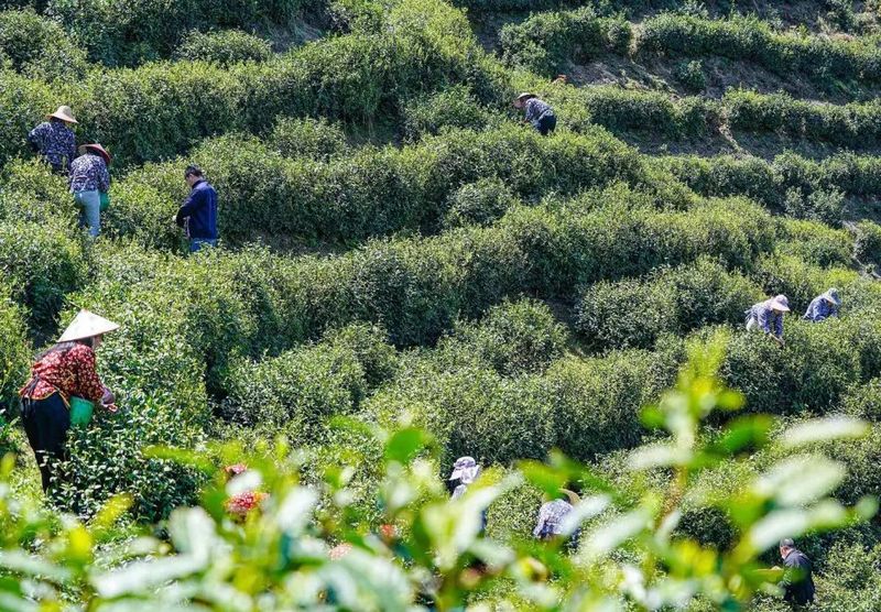 有关于“浙里有机茶”应用数字化改革路径与建设的消息(7)