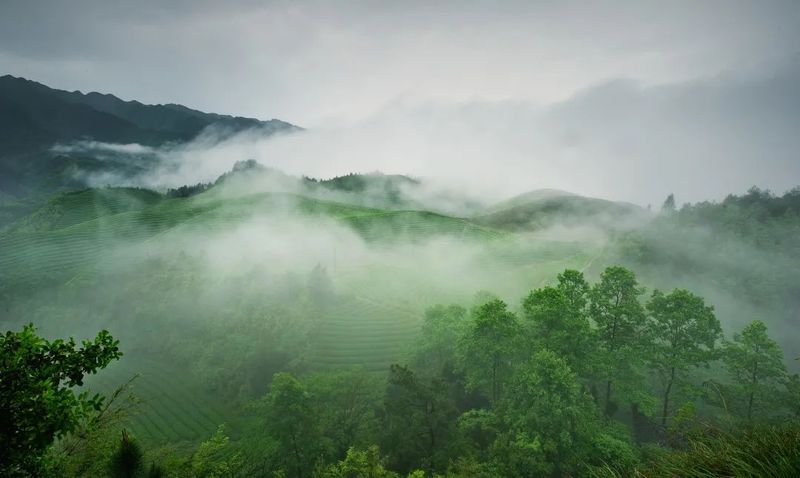 有关于“浙里有机茶”应用数字化改革路径与建设的消息