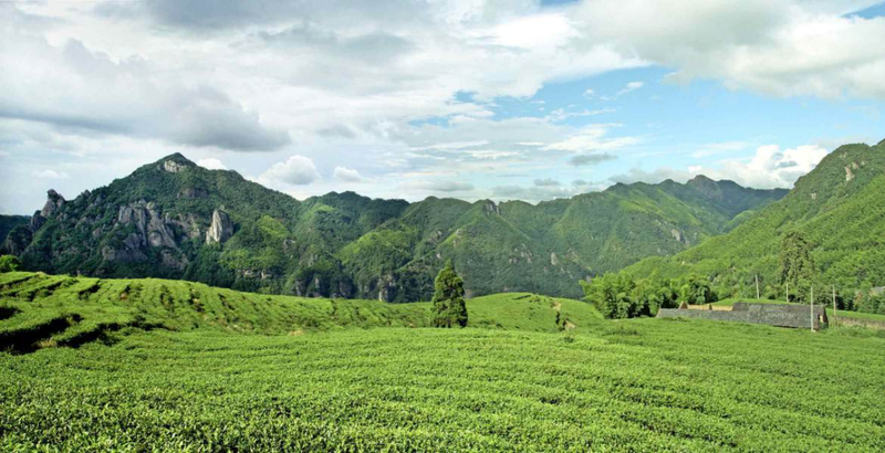 关于用标准读懂茶品类！关于政和工夫红茶你了解多少？的最新消息
