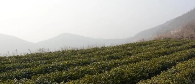 关于日照岚山省级农高区：创新赋能茶产业高质量发展助力乡村振兴的相关信息