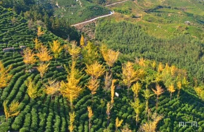 关于信阳市浉河区：秋日茶园风光美的资讯(1)