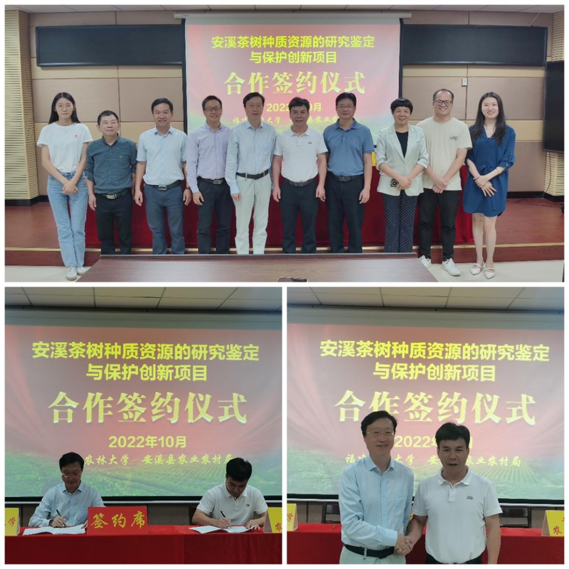 有关于福建安溪启动茶树种质资源研究鉴定与保护创新的消息