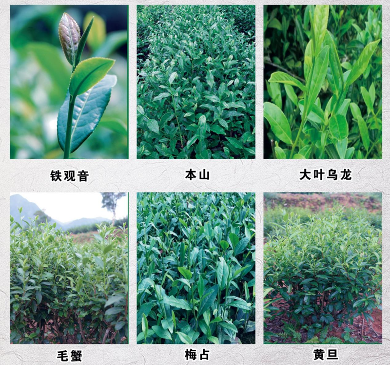 有关于福建安溪启动茶树种质资源研究鉴定与保护创新的消息(1)