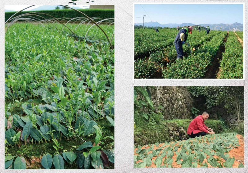 有关于福建安溪启动茶树种质资源研究鉴定与保护创新的消息(2)