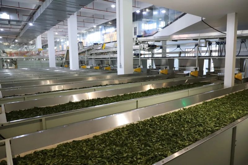 关于中国祁红科技博览园启用！第三届祁门红茶“茶王赛”揭幕的内容(10)