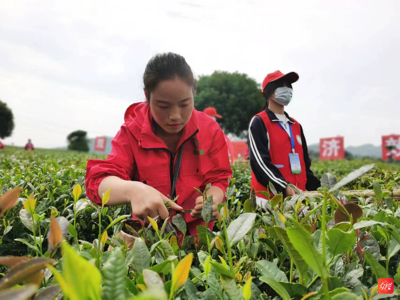 有关于红福姐妹:冉冉盛开的茶山之花的内容(1)