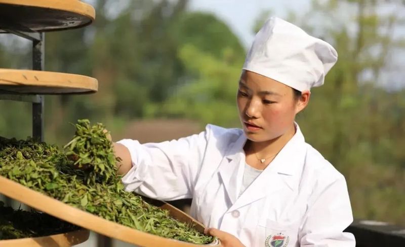 有关于红福姐妹:冉冉盛开的茶山之花的内容(5)