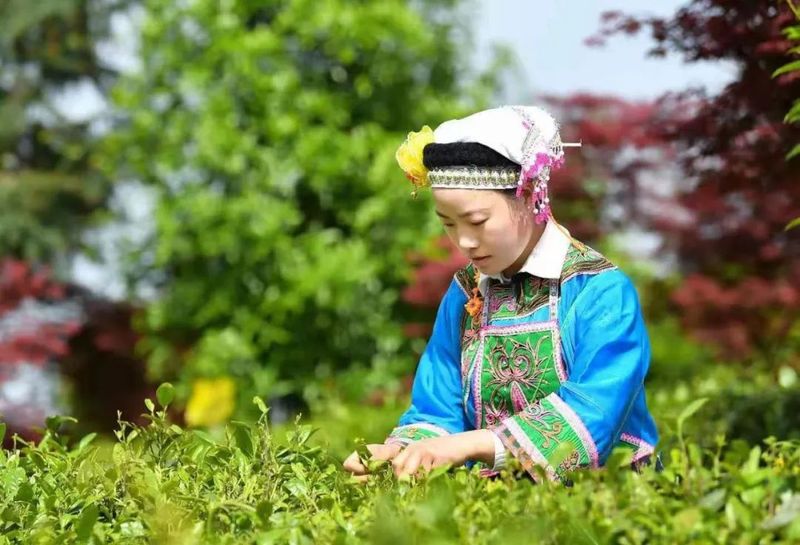 有关于红福姐妹:冉冉盛开的茶山之花的内容(3)