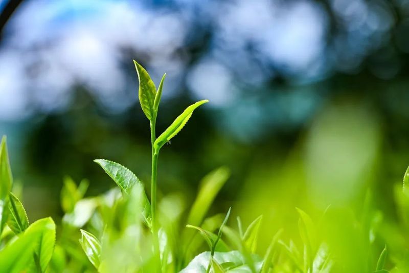 关于一周速读:茶叶价值评估规范、中国茶业的非凡十年、云南立法保护古茶树资源的内容(6)