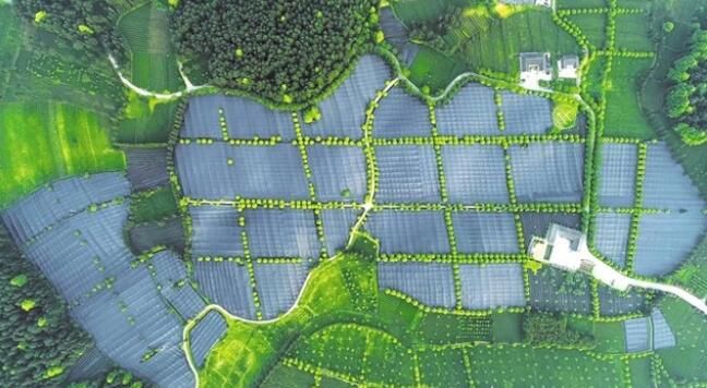 关于一周速读:茶叶价值评估规范、中国茶业的非凡十年、云南立法保护古茶树资源的内容(7)