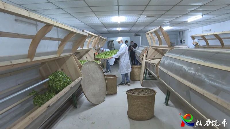 关于开展茶叶加工技能竞赛 助推潮州茶产业高质量发展的相关信息(2)