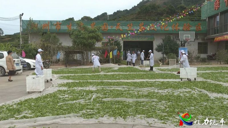 关于开展茶叶加工技能竞赛 助推潮州茶产业高质量发展的相关信息