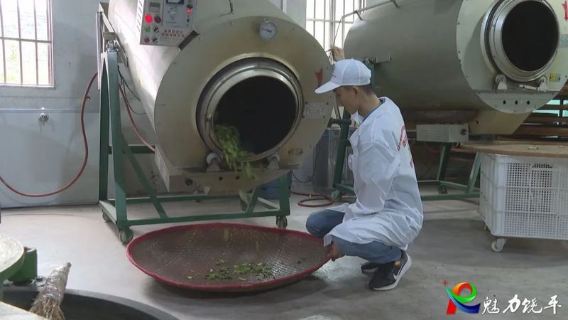 关于开展茶叶加工技能竞赛 助推潮州茶产业高质量发展的相关信息(3)