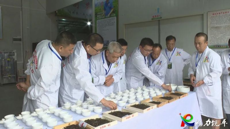 关于开展茶叶加工技能竞赛 助推潮州茶产业高质量发展的相关信息(4)