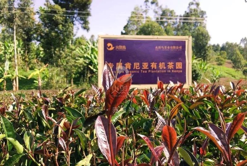 关于湖南口岸首次进口非洲茶叶的相关内容