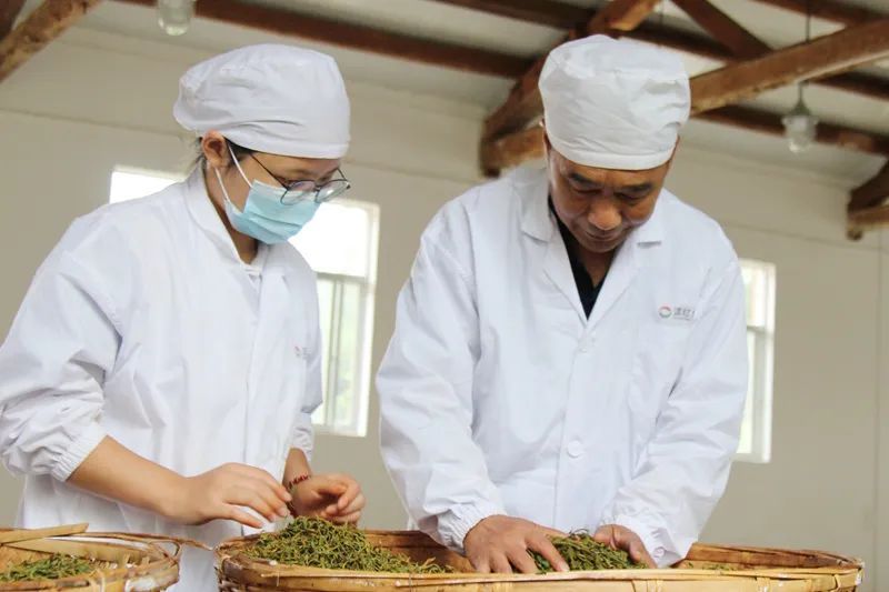 关于茶行业高技能人才培养迎来“升级迭代”的消息