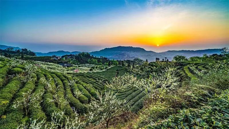 有关于为“峨眉山茶”喝彩！主题市乐山市璀璨亮相第11届四川茶博会的新闻(14)