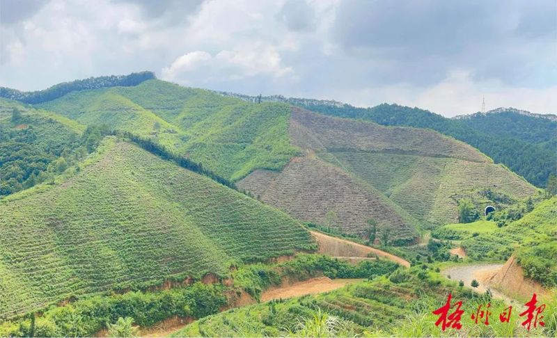 有关于乘借东风提升茶产区“造血能力” ,六堡茶核心产区发挥“三原”优势发展茶产业观察的信息(2)
