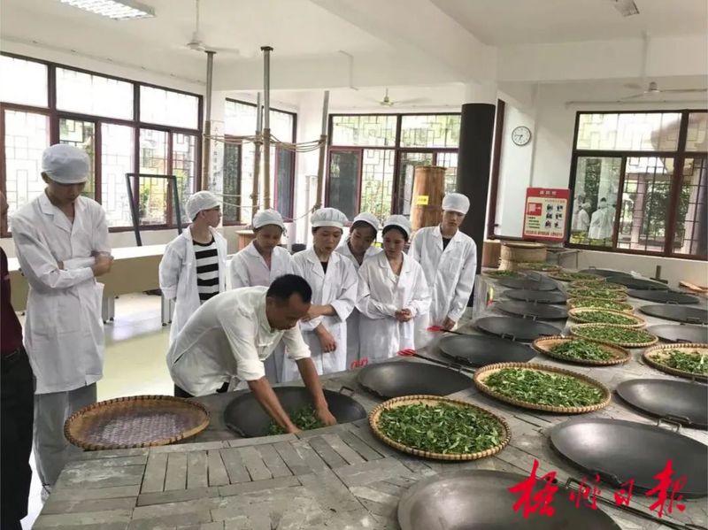 有关于乘借东风提升茶产区“造血能力” ,六堡茶核心产区发挥“三原”优势发展茶产业观察的信息(3)