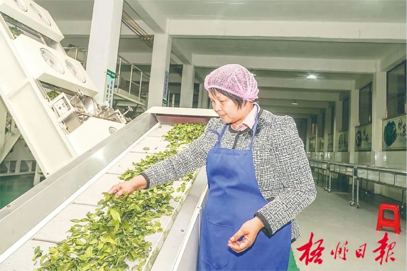 有关于乘借东风提升茶产区“造血能力” ,六堡茶核心产区发挥“三原”优势发展茶产业观察的信息(1)