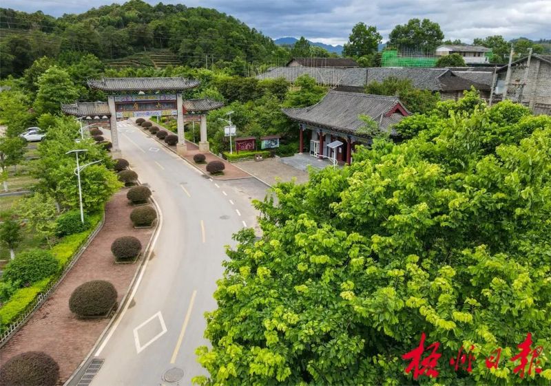 有关于乘借东风提升茶产区“造血能力” ,六堡茶核心产区发挥“三原”优势发展茶产业观察的信息