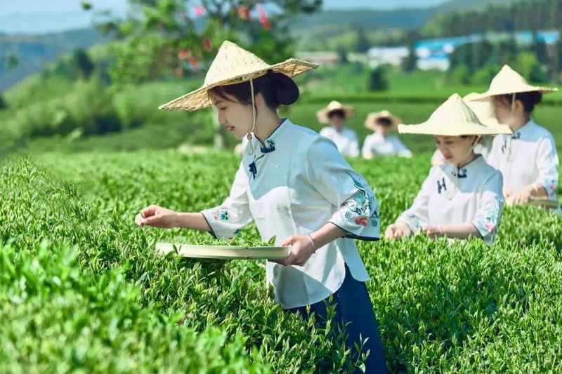 有关于福建南平：奏响新时代闽北茶产业高质量发展乐章的相关内容(6)
