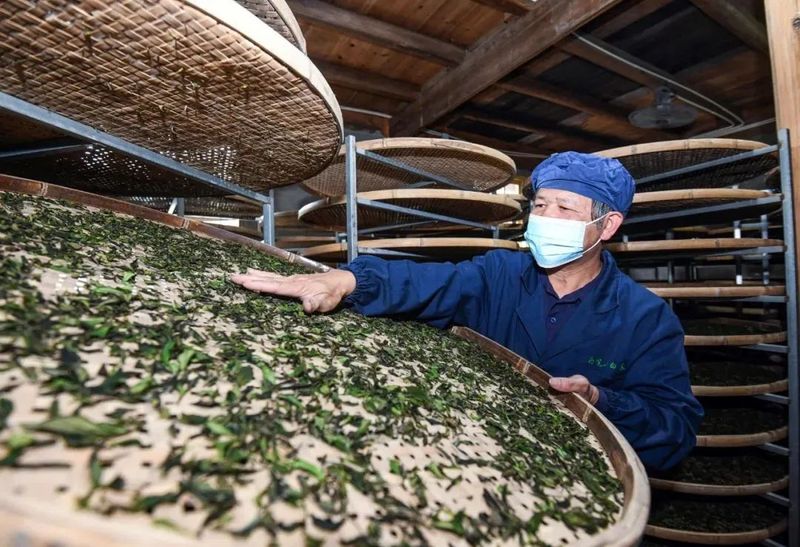 有关于福建南平：奏响新时代闽北茶产业高质量发展乐章的相关内容(4)