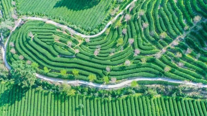 有关于福建南平：奏响新时代闽北茶产业高质量发展乐章的相关内容(1)