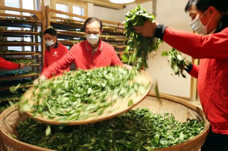 有关于福建南平：奏响新时代闽北茶产业高质量发展乐章的相关内容(3)