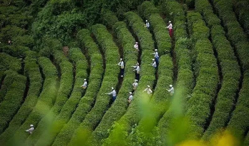 有关于经开区助推“旅游+对口帮扶”这份紫阳攻略请收好的内容(5)