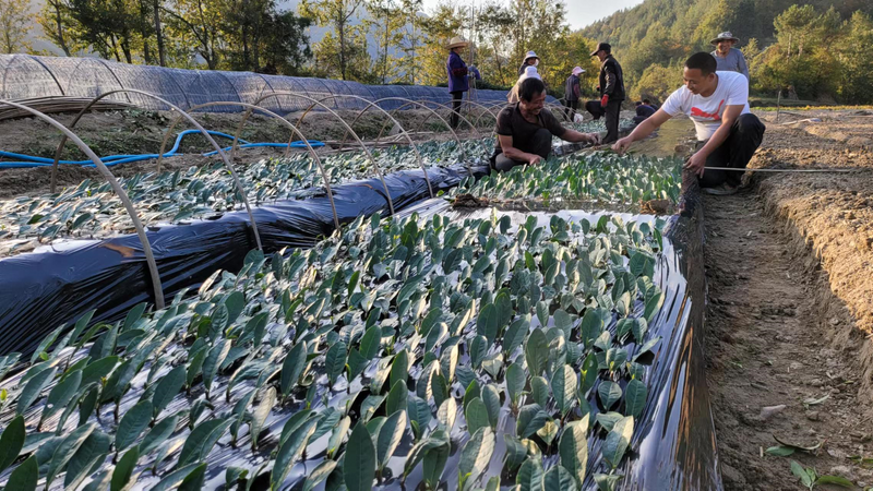 有关于七抓七注重，汉中茶产业在提质增效中阔步前行的信息(5)