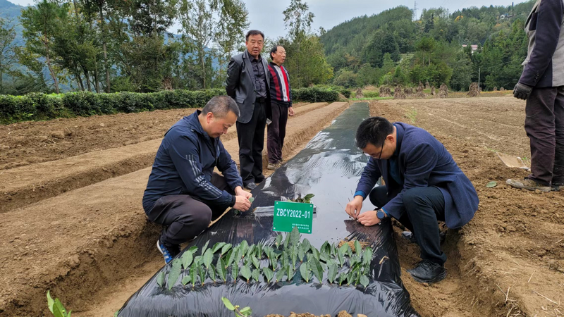 有关于七抓七注重，汉中茶产业在提质增效中阔步前行的信息(4)