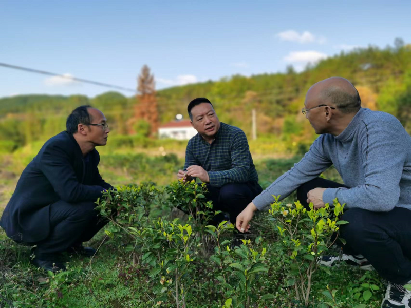 有关于七抓七注重，汉中茶产业在提质增效中阔步前行的信息(3)
