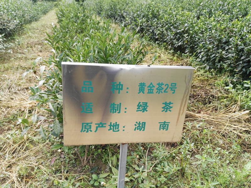 有关于七抓七注重，汉中茶产业在提质增效中阔步前行的信息(6)