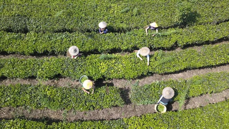 关于景谷县景谷镇：举办品茶会为茶产业提质增效注入“强心剂”的相关内容(7)