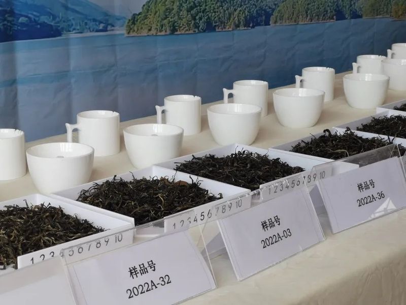 关于景谷县景谷镇：举办品茶会为茶产业提质增效注入“强心剂”的相关内容(1)