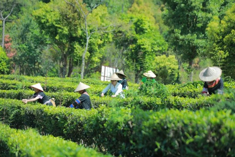 关于景谷县景谷镇：举办品茶会为茶产业提质增效注入“强心剂”的相关内容(8)