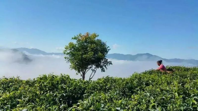 关于景谷县景谷镇：举办品茶会为茶产业提质增效注入“强心剂”的相关内容(6)