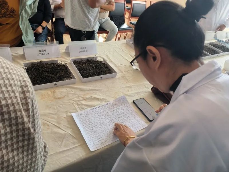 关于景谷县景谷镇：举办品茶会为茶产业提质增效注入“强心剂”的相关内容(4)