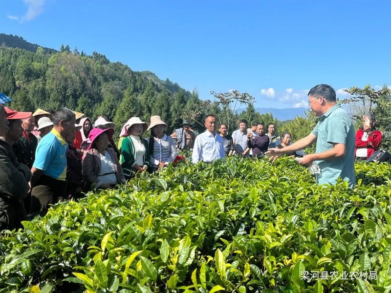 关于梁河县：践行初心 助推产业振兴的资讯(2)